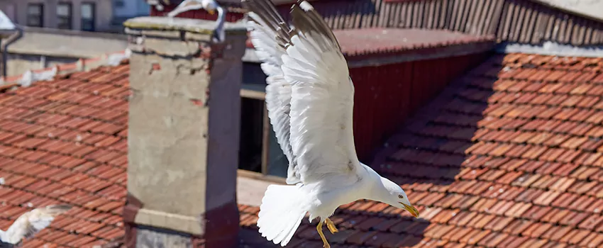 Residential Chimney Animal Removal Solution in Ashland, KY